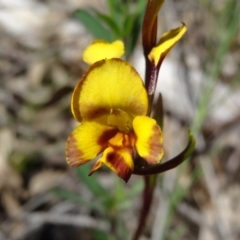 Diuris semilunulata (Late Leopard Orchid) at Farrer Ridge - 25 Oct 2014 by galah681
