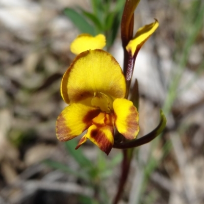 Diuris semilunulata (Late Leopard Orchid) at Farrer Ridge - 25 Oct 2014 by galah681