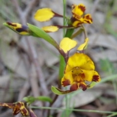 Diuris semilunulata at Farrer Ridge - suppressed