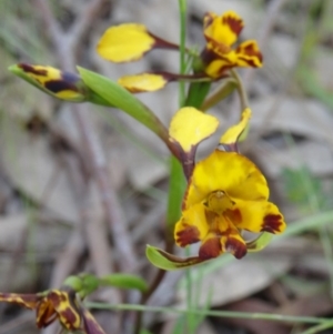 Diuris semilunulata at Farrer Ridge - 25 Oct 2014