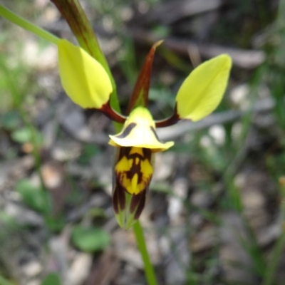 Diuris sulphurea (Tiger Orchid) at Farrer Ridge - 24 Oct 2014 by galah681