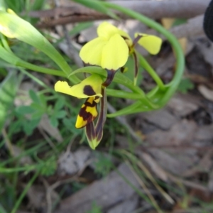 Diuris sulphurea at Farrer Ridge - 25 Oct 2014