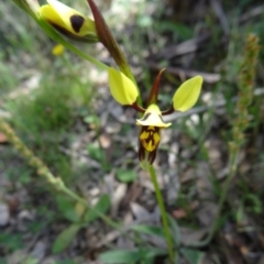 Diuris sulphurea at Farrer Ridge - 25 Oct 2014