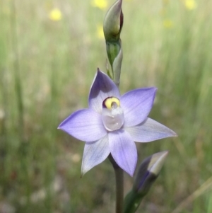 Thelymitra pauciflora at Farrer Ridge - suppressed