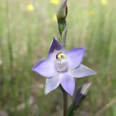 Thelymitra pauciflora (Slender Sun Orchid) at Farrer Ridge - 24 Oct 2014 by galah681