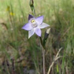 Thelymitra pauciflora at Farrer Ridge - suppressed