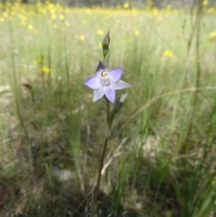 Thelymitra pauciflora at Farrer Ridge - suppressed