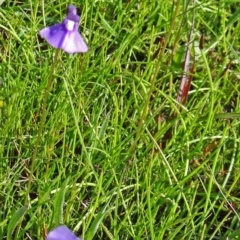 Utricularia dichotoma (Fairy Aprons, Purple Bladderwort) at Farrer Ridge - 25 Oct 2014 by galah681