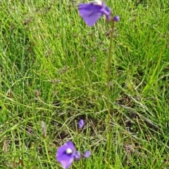 Utricularia dichotoma at Farrer Ridge - 25 Oct 2014 08:51 AM