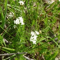 Asperula conferta (Common Woodruff) at Farrer Ridge - 25 Oct 2014 by galah681