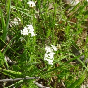 Asperula conferta at Farrer Ridge - 25 Oct 2014