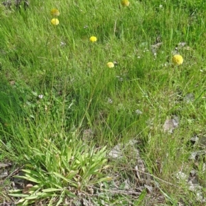 Craspedia variabilis at Farrer Ridge - suppressed