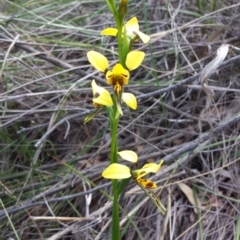 Diuris sulphurea (Tiger Orchid) at Acton, ACT - 25 Oct 2014 by ClubFED