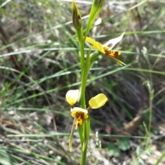 Diuris sulphurea at Acton, ACT - suppressed