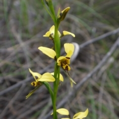 Diuris sulphurea at Acton, ACT - 25 Oct 2014