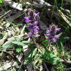 Ajuga australis (Austral Bugle) at Farrer Ridge - 25 Oct 2014 by galah681