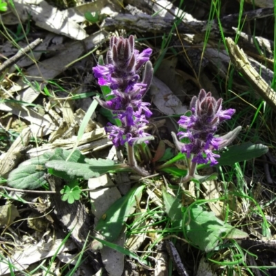 Ajuga australis (Austral Bugle) at Farrer Ridge - 25 Oct 2014 by galah681