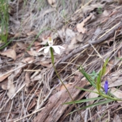 Caladenia moschata (Musky Caps) at Black Mountain - 25 Oct 2014 by ClubFED
