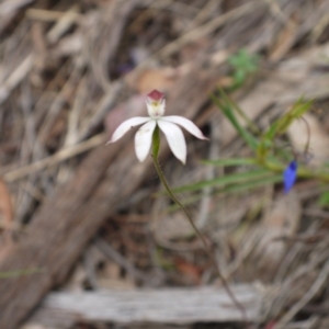 Caladenia moschata at Acton, ACT - suppressed