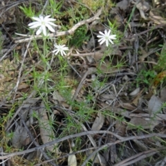 Stellaria pungens (Prickly Starwort) at Farrer Ridge - 25 Oct 2014 by galah681