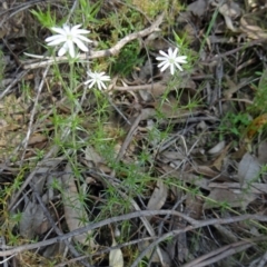 Stellaria pungens (Prickly Starwort) at Farrer Ridge - 24 Oct 2014 by galah681