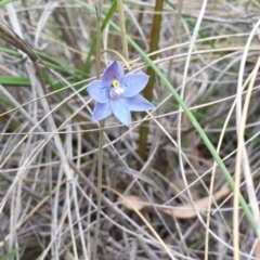 Thelymitra simulata (Graceful Sun-orchid) at Black Mountain - 25 Oct 2014 by ClubFED