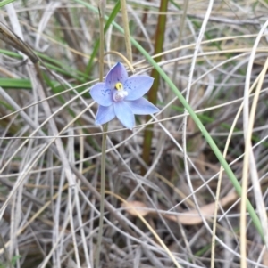 Thelymitra simulata at Acton, ACT - 25 Oct 2014