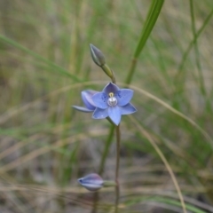 Thelymitra simulata at Acton, ACT - 25 Oct 2014