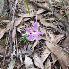 Glossodia major (Wax Lip Orchid) at Black Mountain - 25 Oct 2014 by ClubFED