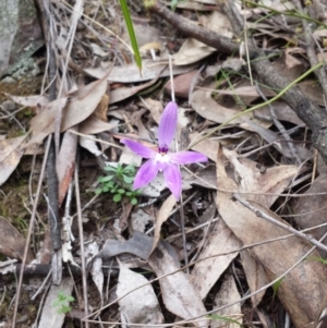 Glossodia major at Canberra Central, ACT - 25 Oct 2014