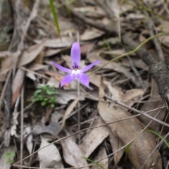 Glossodia major at Canberra Central, ACT - suppressed