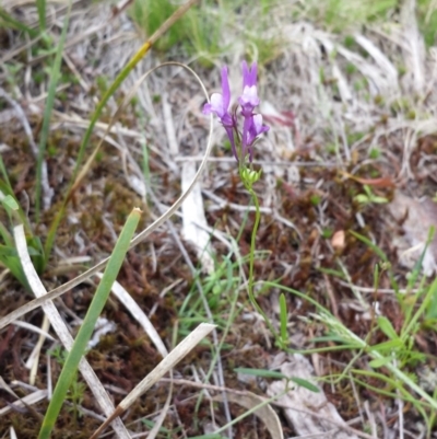 Linaria pelisseriana (Pelisser's Toadflax) at Black Mountain - 25 Oct 2014 by ClubFED