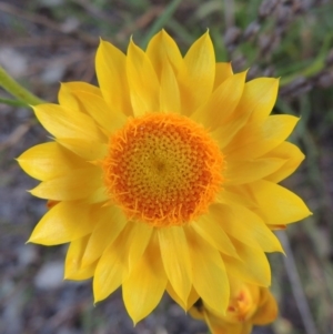 Xerochrysum viscosum at Tuggeranong DC, ACT - 18 Oct 2014 07:05 PM