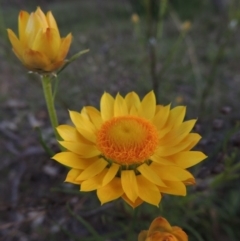 Xerochrysum viscosum at Tuggeranong DC, ACT - 18 Oct 2014