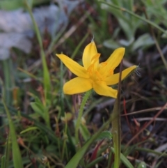 Hypoxis hygrometrica (Golden Weather-grass) at Rob Roy Spring 1(M) - 18 Oct 2014 by michaelb