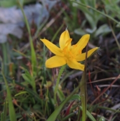 Hypoxis hygrometrica (Golden Weather-grass) at Rob Roy Range - 18 Oct 2014 by michaelb
