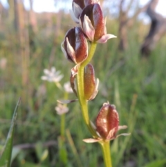 Wurmbea dioica subsp. dioica (Early Nancy) at Tuggeranong DC, ACT - 18 Oct 2014 by michaelb