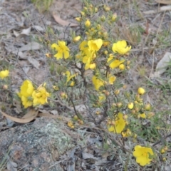 Hibbertia obtusifolia (Grey Guinea-flower) at Rob Roy Range - 18 Oct 2014 by michaelb