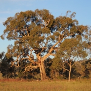 Eucalyptus bridgesiana at Rob Roy Range - 18 Oct 2014 07:13 PM