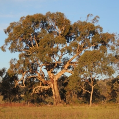 Eucalyptus bridgesiana (Apple Box) at Tuggeranong DC, ACT - 18 Oct 2014 by MichaelBedingfield