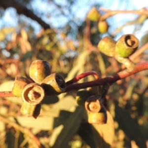 Eucalyptus bridgesiana at Rob Roy Range - 18 Oct 2014