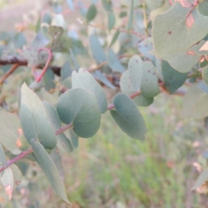 Eucalyptus bridgesiana at Rob Roy Range - 18 Oct 2014 07:13 PM