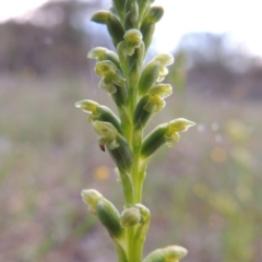 Microtis unifolia (Common Onion Orchid) at Tuggeranong DC, ACT - 18 Oct 2014 by MichaelBedingfield