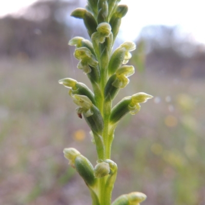 Microtis unifolia (Common Onion Orchid) at Rob Roy Range - 18 Oct 2014 by michaelb