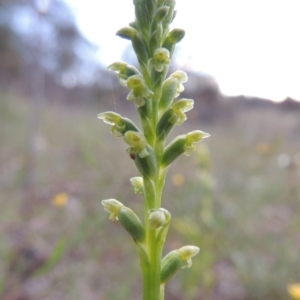 Microtis unifolia at Tuggeranong DC, ACT - 18 Oct 2014