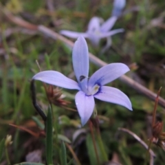 Isotoma fluviatilis subsp. australis (Swamp Isotome) at Rob Roy Range - 18 Oct 2014 by michaelb