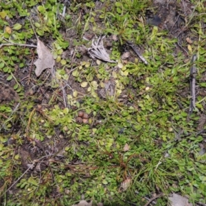 Isotoma fluviatilis subsp. australis at Tuggeranong DC, ACT - 18 Oct 2014 07:39 PM