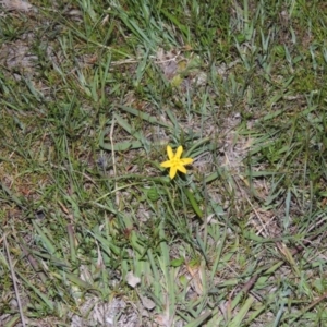 Hypoxis hygrometrica at Tuggeranong DC, ACT - 18 Oct 2014 07:47 PM