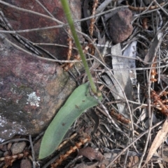 Glossodia major (Wax Lip Orchid) at Mount Ainslie - 19 Oct 2014 by SilkeSma