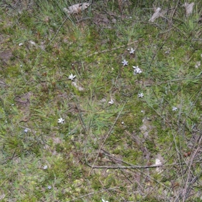 Isotoma fluviatilis subsp. australis (Swamp Isotome) at Tuggeranong DC, ACT - 18 Oct 2014 by MichaelBedingfield